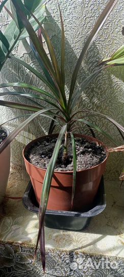 Комнатные цветы