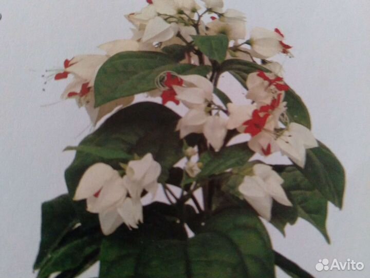 Клеродендрум Томсона