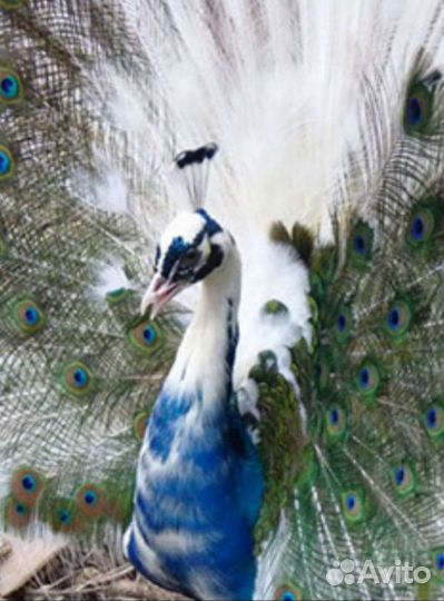 Декоративные птицы