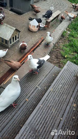 Почтовый черночистый голубь