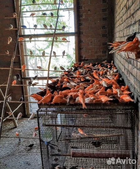 Продажа кенара и канареек