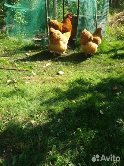 Куры орпенгтон палевый