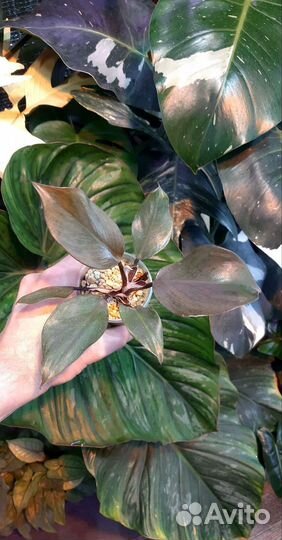 Филодендрон Белый рыцарь