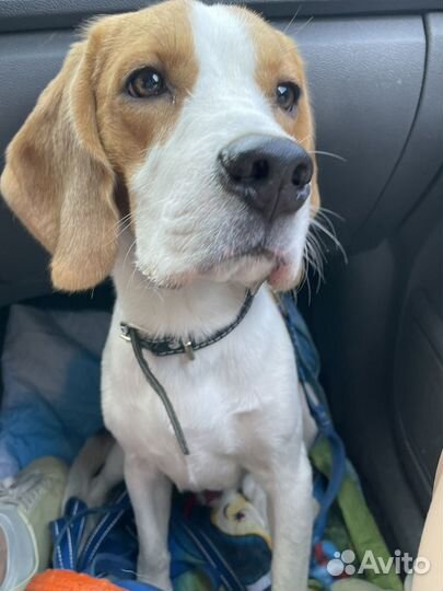 Вязка бигль