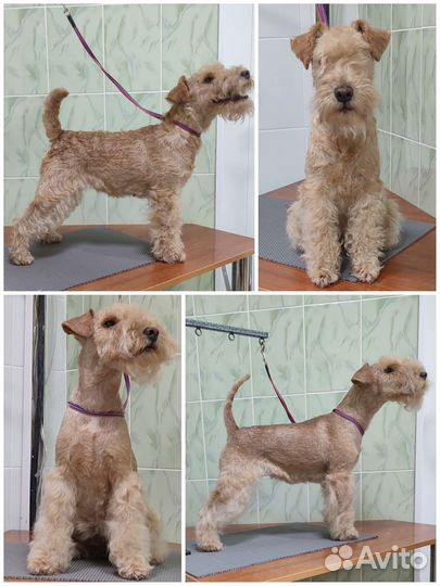 Буба/Стрижка собак и кошек/Груминг в г. Нефтекамск