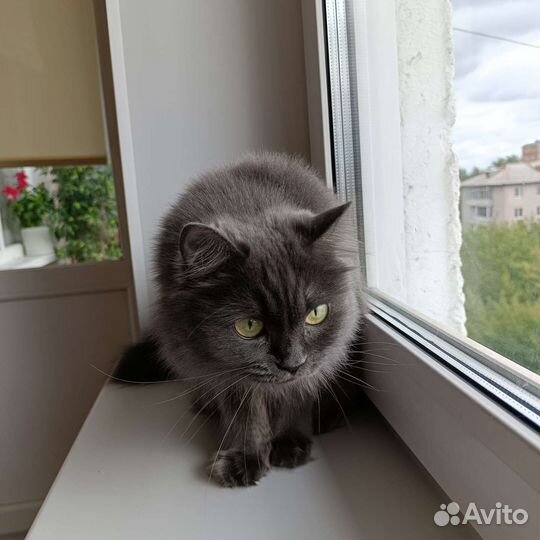 Кошка в дар