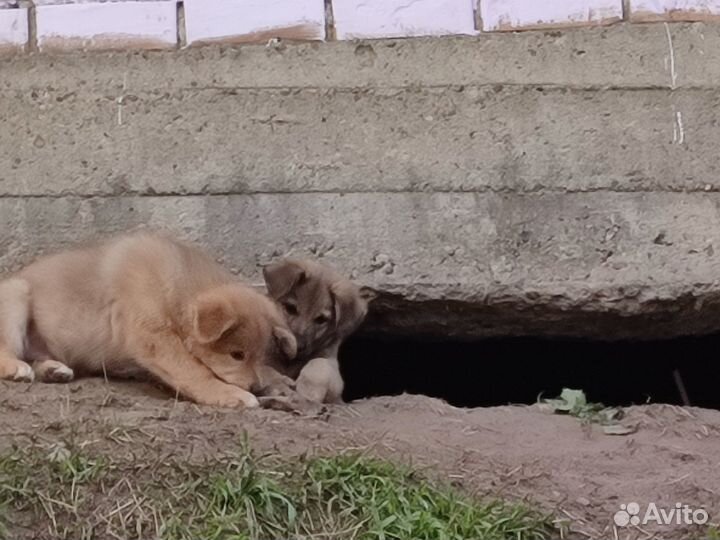 Щенки бесплатно