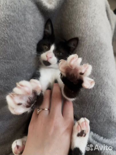 Котята ищут дом