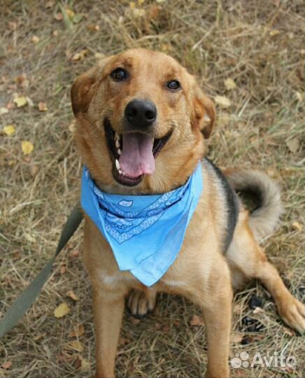 Рыжее солнышко грустит в приюте