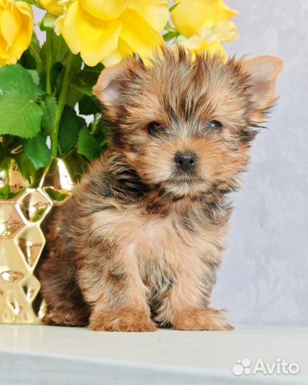 Йоркширский терьер мини мальчик голдаст
