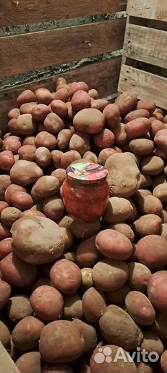 Продам картофель
