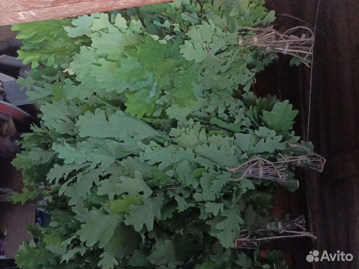 Дубовые веники для бани