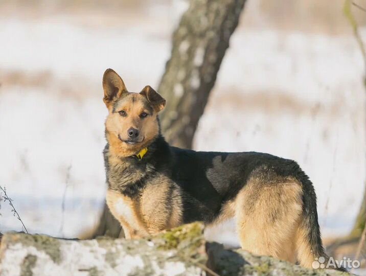 Собака из приюта в добрые руки