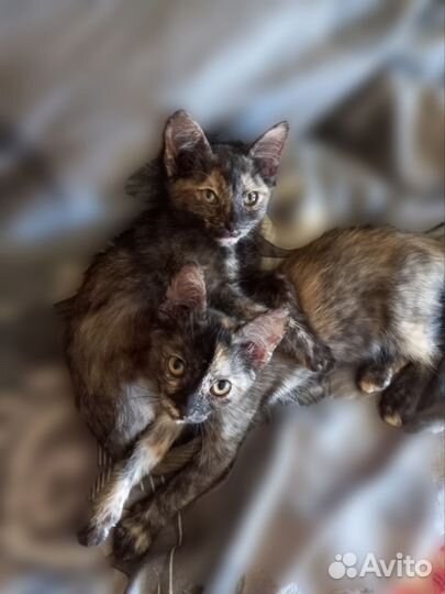 Котята в добрые руки приучены к лотку