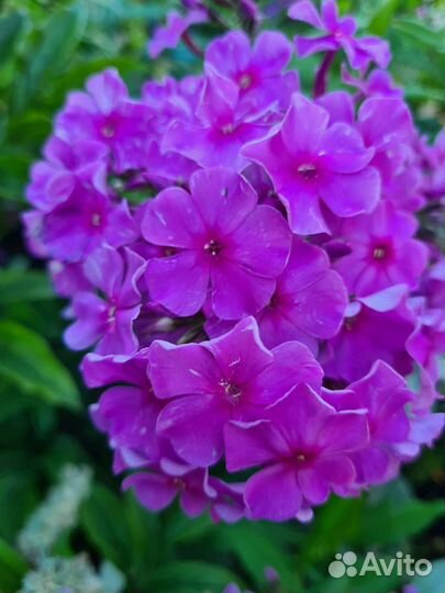 Флоксы сортовые