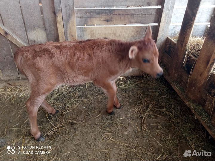 Джерсейский бычок, Чистопородный