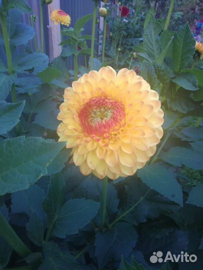 Корни георгин