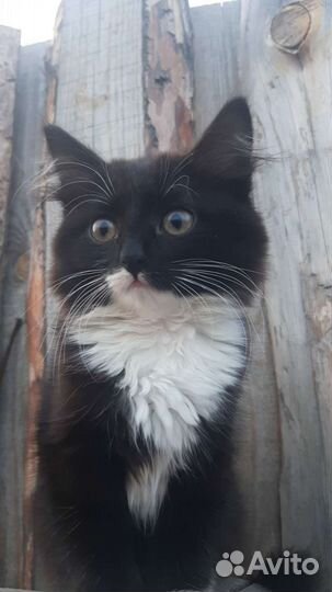 Кошечка в добрые руки