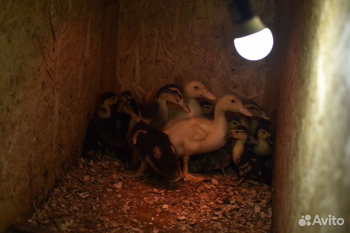 Утки индоутки