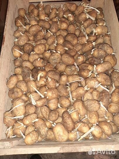 Картошка семенная Коломбо остаток