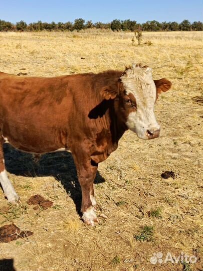 Бычки тёлочки