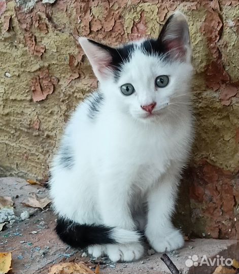 Котёнок