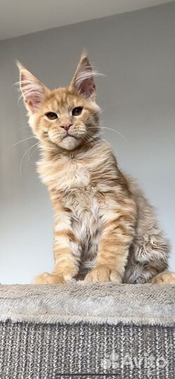 Мальчик мейн кун