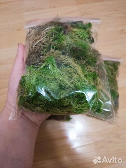 Мох сфагнум живой