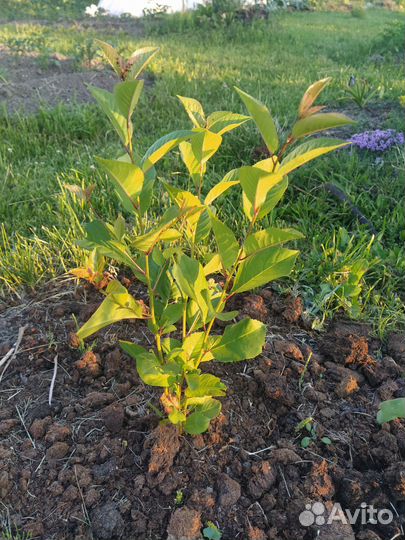 Отросток вишни