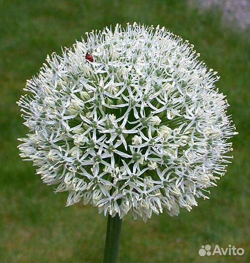 Луковицы лука декоративного Маунт Эверест (Allium