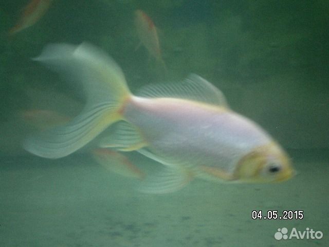 Декоративная Золотая рыба Комета