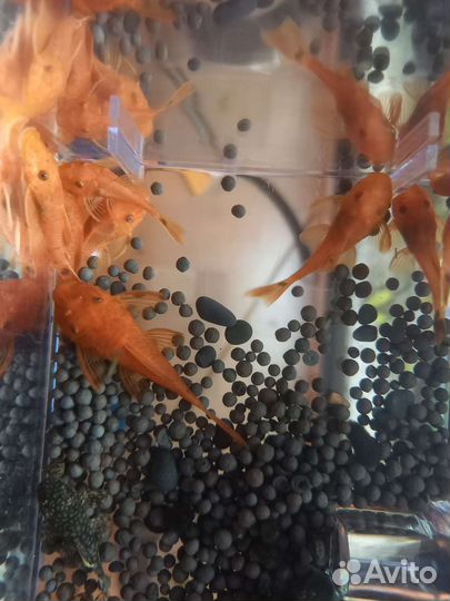 Анциструс (подростки)