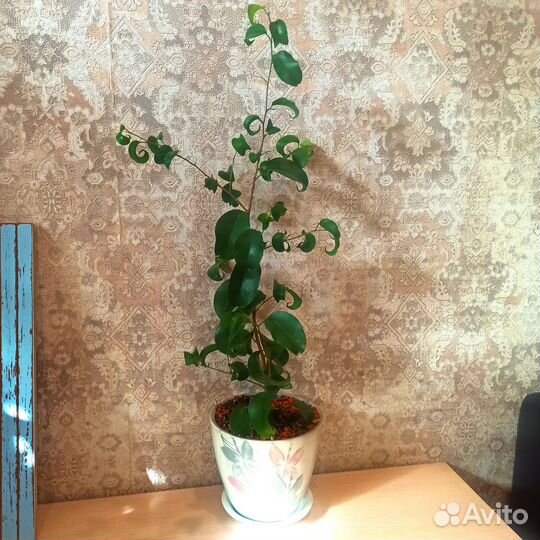 Фикус Букле