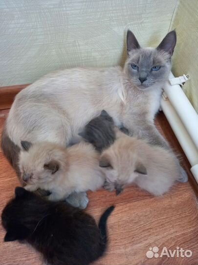 Котята в добрые руки