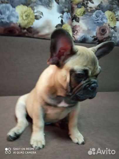 Французский бульдог щенки