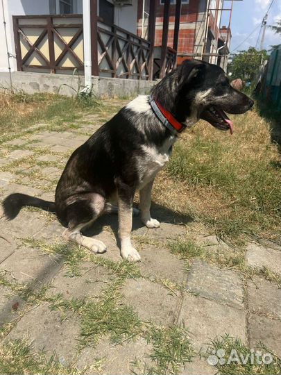 Собачка в добрые руки