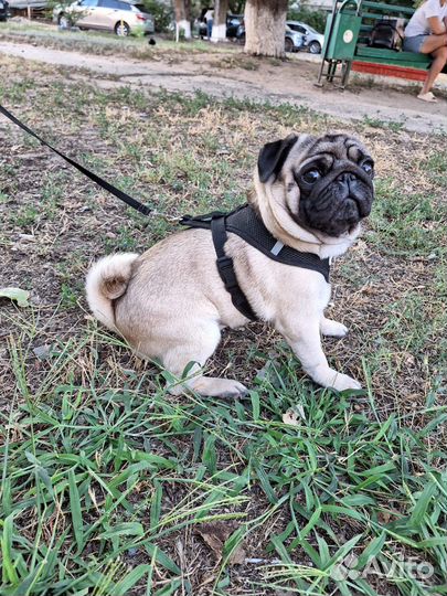 Мопс вязка мальчик