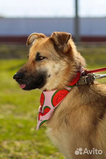 Сказочная Винки ищет дом