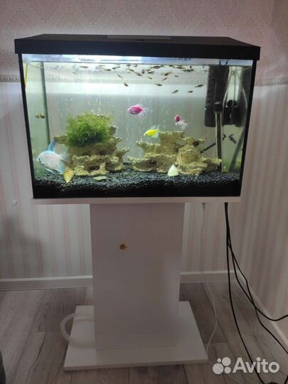 Аквариум 74 литра с рыбками и всем необходимым