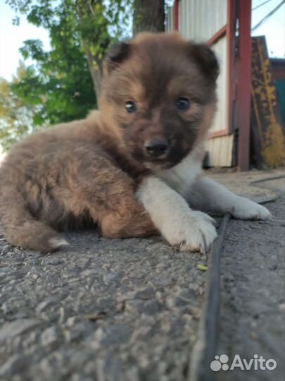 Щеночки в добрые руки