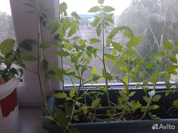 Рассада помидор черри