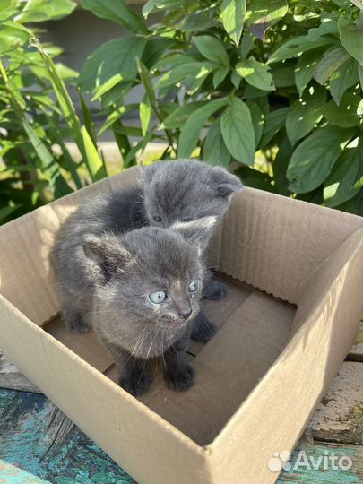 Шотладские вислоухие котята