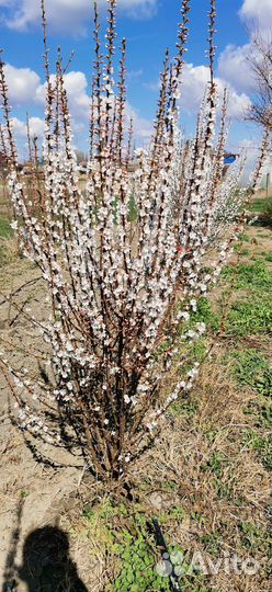Саженцы войлочной вишни