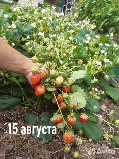 Помидоры, Клубника ремонт рассада, чеснок