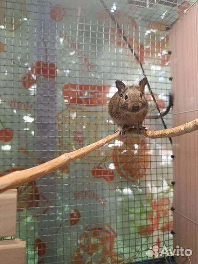 Чилийская белка дегу