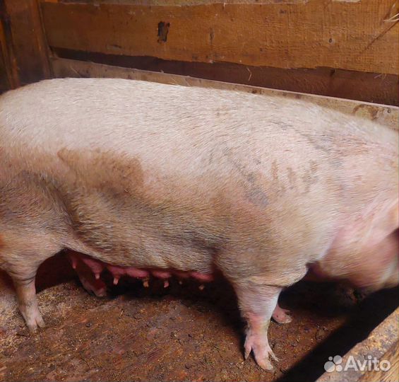 Поросенок крупная белая