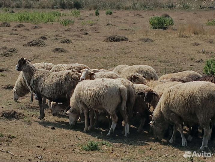 Овцы, яркий, баранчики
