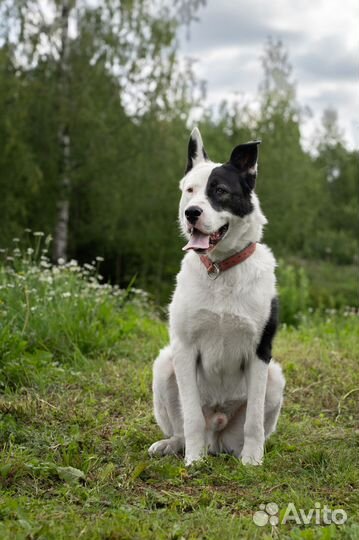 Малыш ищет дом