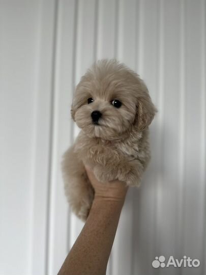 Мальтипу f1 micro