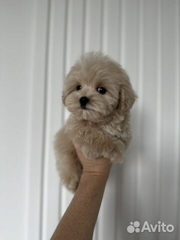 Мальтипу f1 micro